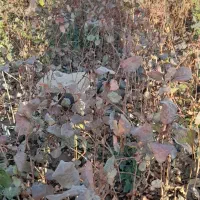 نهال پسته بادامی ریز زرندی|گل و گیاه طبیعی|ماهان, |دیوار