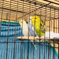 مرغ عشق پروانه ای|پرنده|بندر ماهشهر, |دیوار