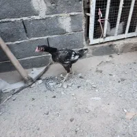 مرغ لاری اصیل جوان