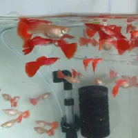 انواع گوپی و مولی / آکواریوم بهروز