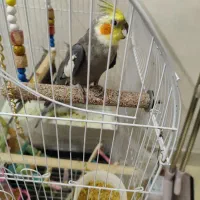 عروس هلندی
