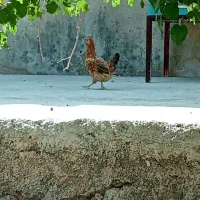 مرغ معاوضه با کبوتر