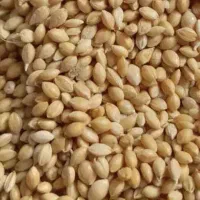 ارزن درجه یک بوجاری شده