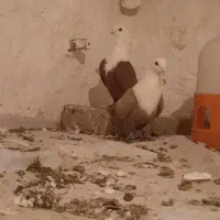 کبوتر کلاغ|خزنده|نیشابور, خط کاشمر|دیوار