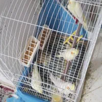 عروس هلندی