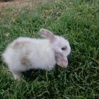 خرگوش لپی|موش و خرگوش|خمینیشهر, |دیوار