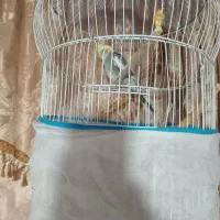 عروس هلندی