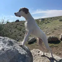 پوینتر انگلیسی