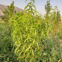 باغ نزدیک میدان شهرری