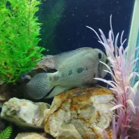 ماهی فلاور گوشتخوار|ماهی|کرمانشاه, |دیوار