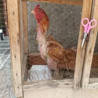 خروس لاری ترک افغان