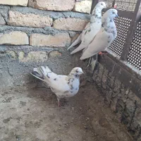 کبوتر پرشی|پرنده|گلپایگان, |دیوار