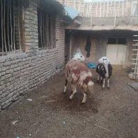 قوچ پلنگی|حیوانات مزرعه|خنداب, |دیوار