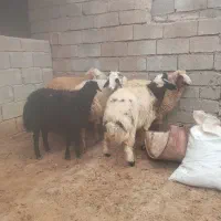 بره نر    تکی و جمله    شوش دانیال|حیوانات مزرعه|شوش, |دیوار