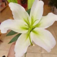 گل لیلیوم اوریانتال رز بابونه و..تمامی گل های خاص|گل و گیاه طبیعی|کرج, فاز ۳ گوهردشت|دیوار