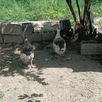 خروس و مرغ