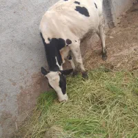 کمبود جابرای نگه داری