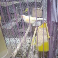 قناری|پرنده|بندرعباس, |دیوار