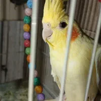 عروس هلندی ، معاوضه ، فروش