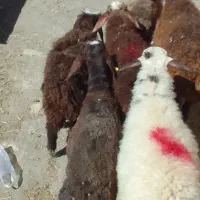 بره نره وماده باسه پروار