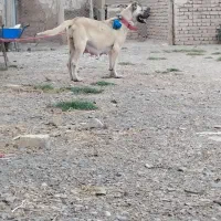 واگذاری‌نروماده‌نگهبان‌‌وگله‌سراب‌خالص|سگ|قزوین, |دیوار
