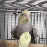 یک جفت عروس هلندی با جوجه معاوضه ملنگو
