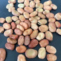 بذر باقلا رقم برکت