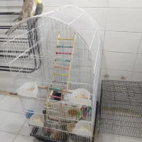 عروس هلندی نر و ماده با ۵تا تخم و یک جوجه دو ماهه