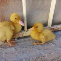 دو تا جوجه اردک|حیوانات مزرعه|فسا, |دیوار