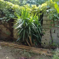 یوکا  چندتا همین نمونه عکس موجود هس