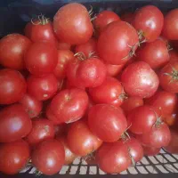 گوجه‌ سالم خوراکی و ربی