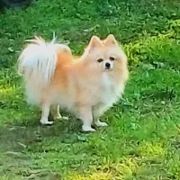 پامرروباهی نسکافه ای اصل نژاد