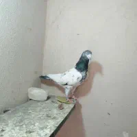 کبوتر نر تیدی زوردار بگرد