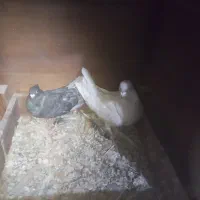 سلام چندجفت کفترجوفتگاه همه سالم به شرط تخم جوجه|پرنده|گلمکان, |دیوار