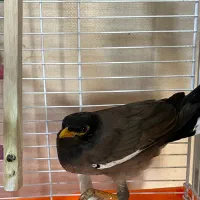 مینا(مرغ مینا)