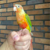 گرینچیک آناناسی اکستریم رد