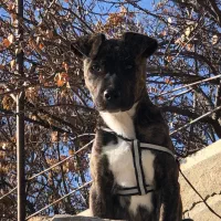 پیت بول تایگر دو ماهه