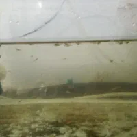 بچه گپی