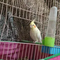 طوطی عروس هلندی لوتینو|پرنده|ارومیه, |دیوار