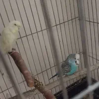 مرغ عشق انگلیسی