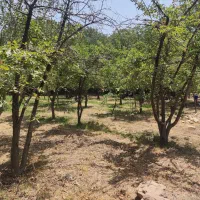 زمین ۳۵۰ متری در تاپ لوکیشن روستای ییلاقی فشند|فروش زمین و ملک کلنگی|هشتگرد, فشند|دیوار