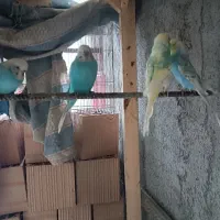 تعدادی مرغ عشق به فروش میرسد