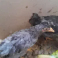 مرغ وخروس