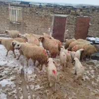 گوسفند میش بره