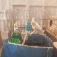 چهار جفت عروس هلندی مولد