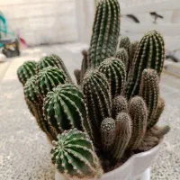 گل کاکتوس|گل و گیاه طبیعی|مشهد, هنرور|دیوار