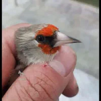 جوجه سهره رنگ اومده قفس بخون