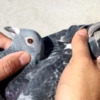 کبوتر پلاکی مسافتی جان اردن خون خالص خالص