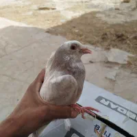 کبوتر طوقی وپلاکی