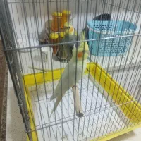 یک جفت عروس هلندی|پرنده|اهواز, پردیس|دیوار